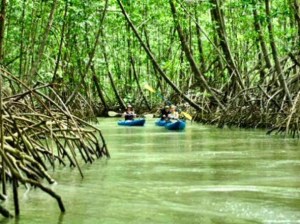 mangroves