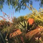 Image of the desert garden.